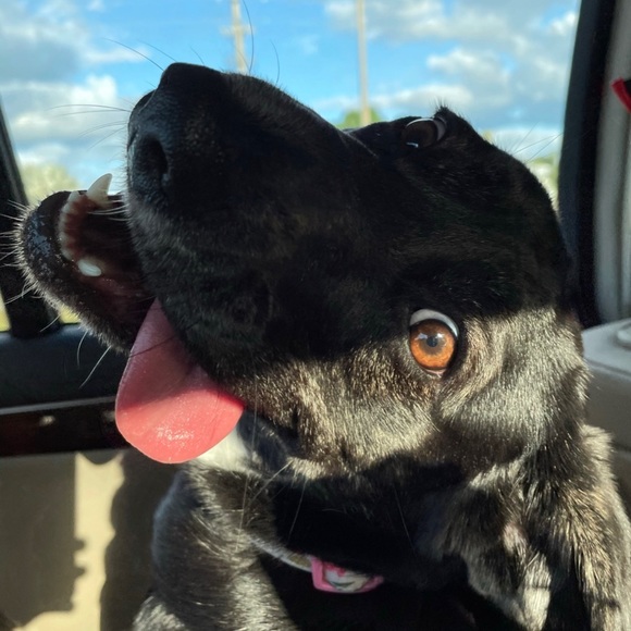 โจ๐โก๏ธPOSH AMBASSADOR!!! ๐ข๐๐๐ฅฟ - Picture 5 of 5